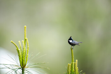 Close-up wildlife photograph featuring a crested tit against smooth green bokeh, highlighting fine feather details and natural beauty. © tahir