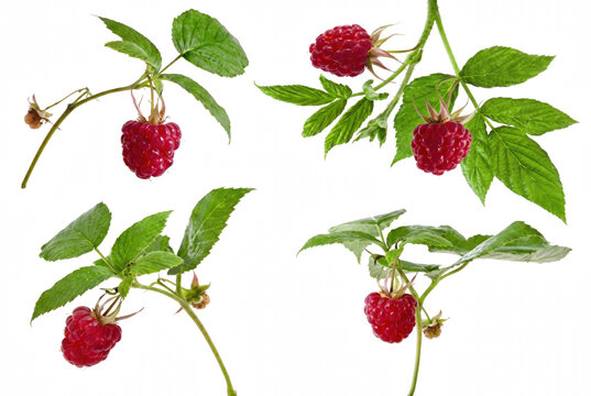 Four Fresh Raspberry Branches with Ripe Red Berries and Green Leaves