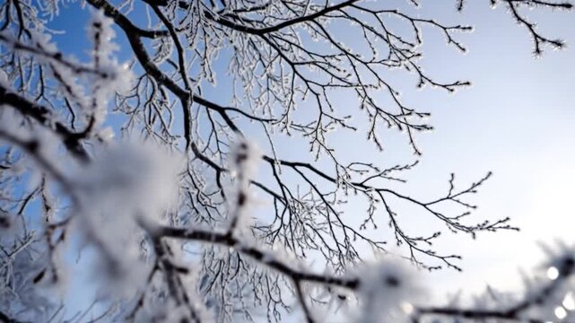 Delicate frost crystals adorn tree branches against a bright winter sky, showcasing intricate natural patterns.