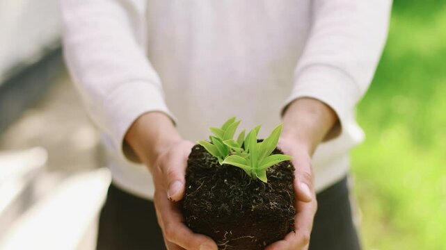 Close up of male hands holding a small green plant sprout with rich dark soil. Gardener carefully holding young hosta seedling outdoors in spring garden. Ecology and growth commercial concept.