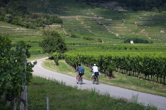 Danube Cycle Path (Donauradweg) among vineyards in Wachau region. Long distance bicycle route in Austria.