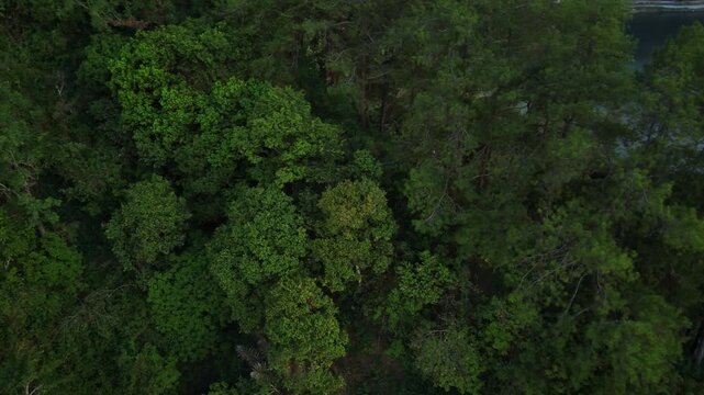 Aerial view of lush green forest in Ngebel village, Ponorogo, East Java, with dense foliage and trees covering the landscape.
