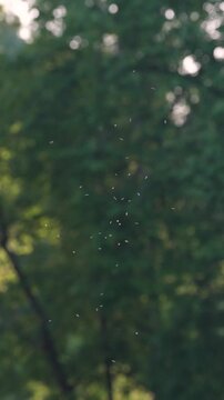 Swarm of many tiny flying insects mosquitoes or harmless midges on warm summer evening in park, swarming behavior common mating ritual, high temperatures and recent rainfall often increasing activity.