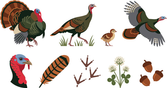 Wild Turkey Wildlife Vector Collection Featuring Adult Birds Poult Feather Tracks Acorns Clover and Woodland Nature Elements