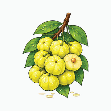 Tropical cermai fruit vector illustration