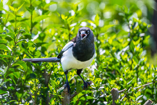 Young Magpie on a branch