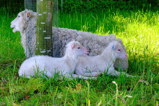 Finnschaf-Lamm auf einer gr&uuml;nen Wiese im Sonnenlicht