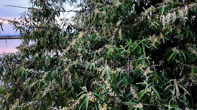 Flowering Russian olive in spring
