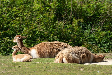 Obraz premium Family of Vicunas, Vicugna Vicugna, relatives of the llama