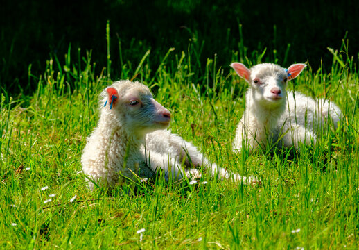 Finnschaf-Lamm auf einer gr&uuml;nen Wiese im Sonnenlicht