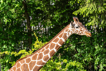 The giraffe, Giraffa camelopardalis is an African mammal © rudiernst