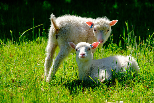Finnschaf-Lamm auf einer gr&uuml;nen Wiese im Sonnenlicht