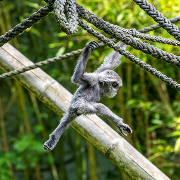 Silvery gibbon baby, Hylobates moloch in a German park