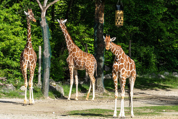 The giraffe, Giraffa camelopardalis is an African mammal © rudiernst