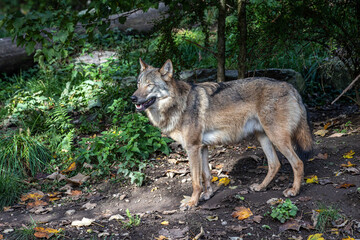European Grey Wolf, Canis lupus in a german park © rudiernst