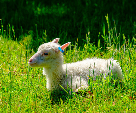Finnschaf-Lamm auf einer gr&uuml;nen Wiese im Sonnenlicht