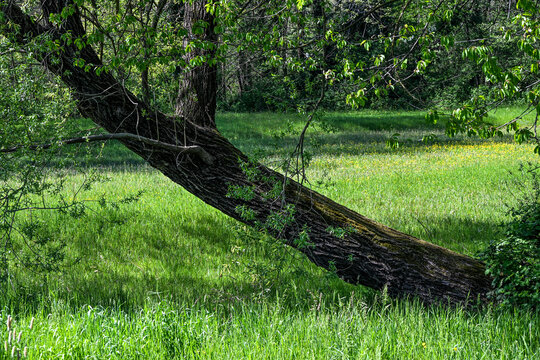 Mature tree with a leaning trunk growing in a lush green meadow