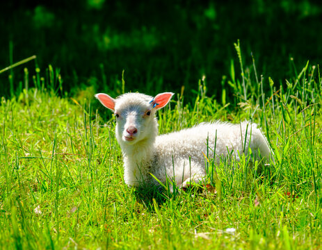 Finnschaf-Lamm auf einer gr&uuml;nen Wiese im Sonnenlicht
