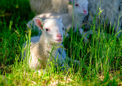 Finnschaf-Lamm auf einer gr&uuml;nen Wiese im Sonnenlicht