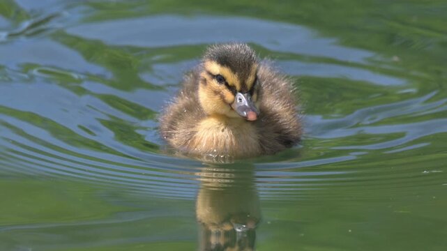 Mallard (Anas platyrhynchos) very young duckling swimming on a lake towards the camera. June, Kent, UK. [Slow motion x4]
