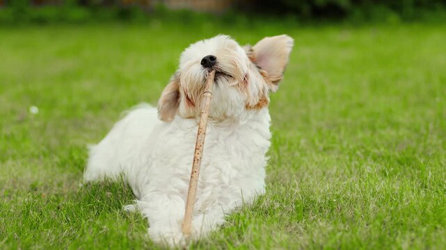Portrait of a cute fluffy Biewer Yorkshire Terrier puppy lying on a green lawn and chewing a wooden stick. Little white biewer terrier dog playing outdoors in summer. Cute pet companion animal.