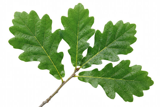 Green Oak Leaves with Dew Drops on a Branch