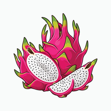 Colorful dragon fruit vector illustration