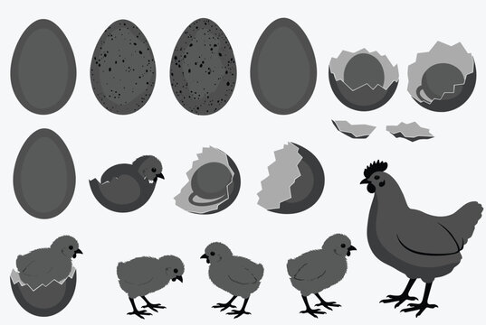 Educational black and white infographic illustrates the growth stages of a chicken from solid eggs to hatching chicks and an adult hen.