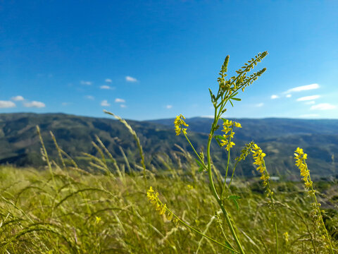 Yellow sweet clover Melilotus officinalis flowers on a green hill with mountains in Koyulhisar, Sivas.