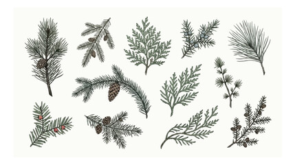 Vintage evergreen branches and pine cones vector set, hand drawn coniferous forest foliage illustrations, rustic winter greenery elements for holiday design © xantii