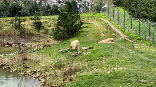 Two polar bears eating meat on pond side in spring, white bear, bear couple.