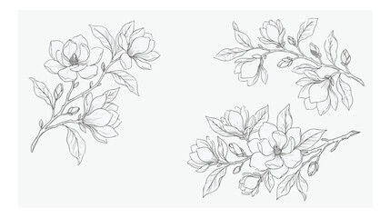 Vintage magnolia flower line art vector, hand drawn botanical sketches with blooming buds and leaves, elegant floral wedding invitation elements © xantii