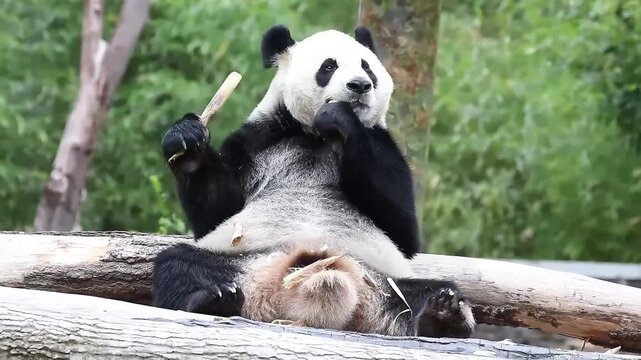 sweet panda returned from USA, Xiao Qi Ji.
