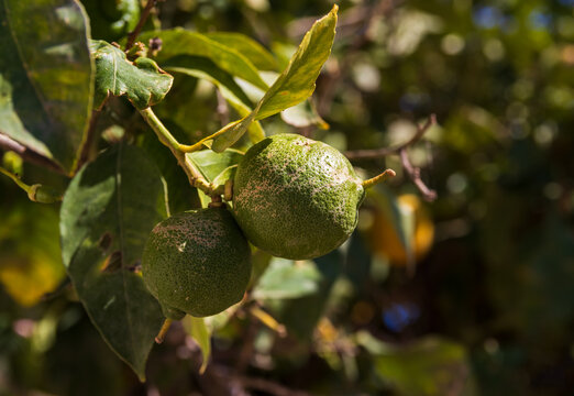 Close-up detail of a green unripe lemon fruit growing on a branch of a citrus tree in a sunny garden in Gouves, Crete, Greece