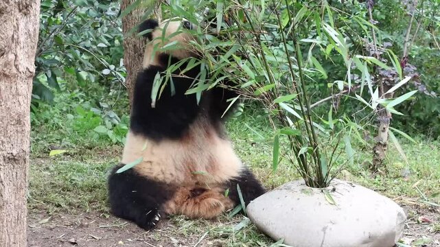Cute panda eating fresh bamboo leaves on the yard