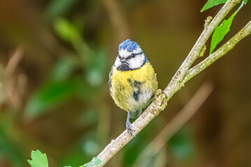 Blue tit on a branch © peter