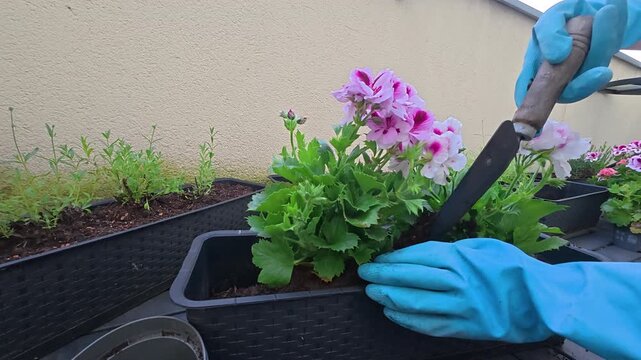 Hands caring for flowering plants on a terrace or balcony, planting new flowers, pruning blooms, and tending lush containers filled with colorful blossoms