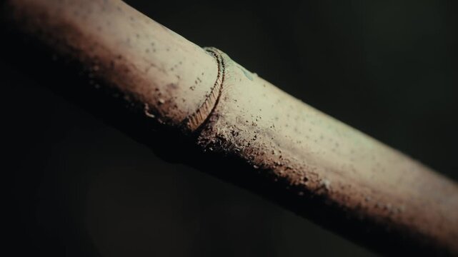 Close-up of bamboo stalk in focus. Natural texture with dirt and rough surface. Dark background shows joint detail. Ideal for nature design or texture projects. Three keyframes highlight the material