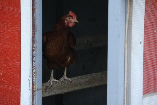 A lone egg laying hen roosting inside a red chicken coop on a farm.