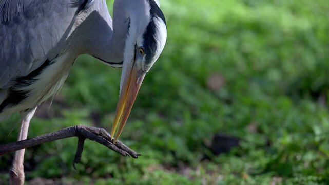 Grey Heron (Ardea cinerea) apparently cleaning its feet with its beak. London, UK. [Slow motion x4]