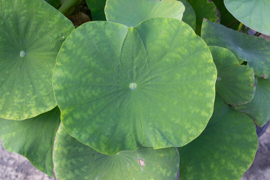 Large lotus leaves in decorative pots in the garden.