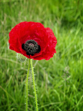 close up view of a red poppy