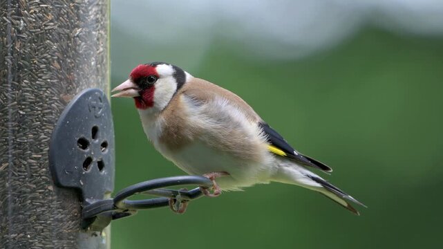 Goldfinch (Carduelis carduelis) eating Niger Seeds from a garden bird feeder. June, Kent, UK [Half speed]