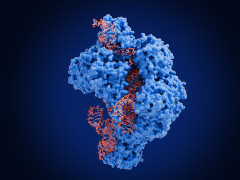 The ribozyme human ribonuclease P. It  cleaves the 5' leader from precursor tRNAs.  