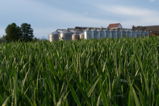 Young winter wheat field with grain silos and agricultural buildings in rural Latvia
