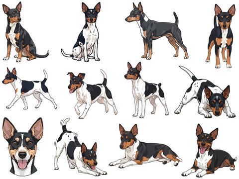 Rat Terrier dog 12 profile poses collection vector illustration