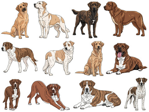 Rafeiro do Alentejo dog 12 profile poses collection vector illustration