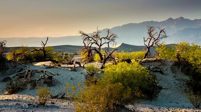 Dead trees and desert vegetation in mesquite flat sand dunes, death valley national park, california