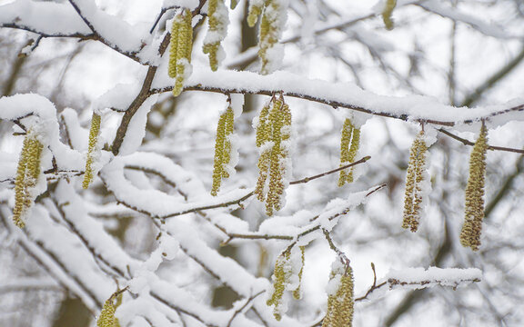 twig with hazel catkins covered in snow in the winter forest - corylus 