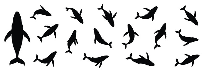 Whale Silhouette Collection. Various whale shapes presented in stark silhouette. sea life, marine mammal, ocean creature, aquatic animal, deep sea. © Joba Vector Studio